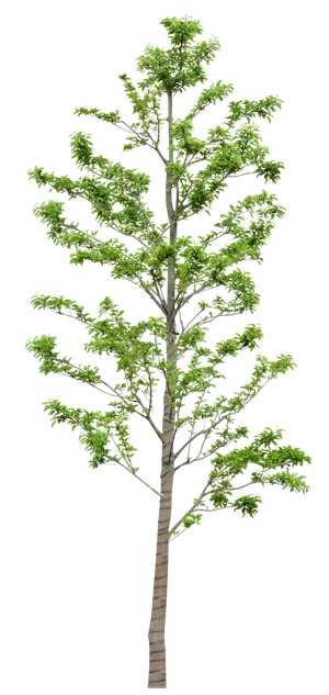 高清树木素材 免抠PSD植物素材 美术绘画园林贴图 树草灌木花草