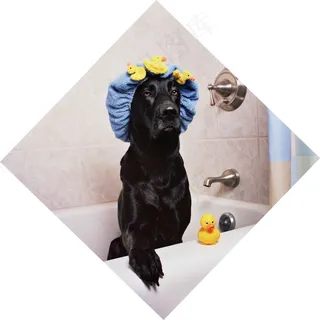 拉布拉多犬搞笑图片 拉布拉多犬搞笑图片