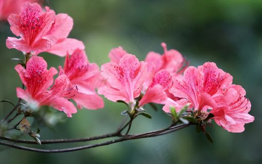 杜鹃花高清图片