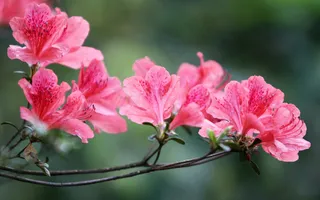 杜鹃花高清图片