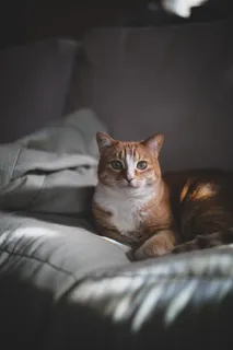 橘色小花猫图片 橘色小花猫图片