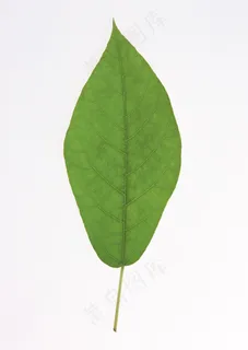 花草特写 1826 花草特写 1826
