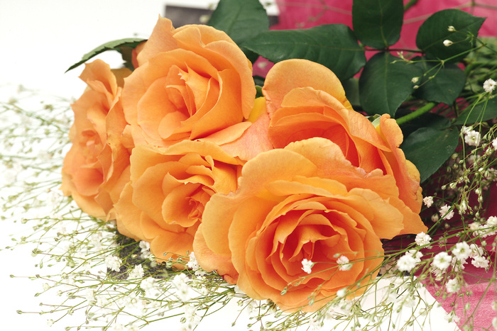 群芳可爱的黄花