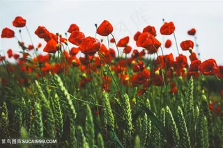 野外红色虞美人花海鲜花图片