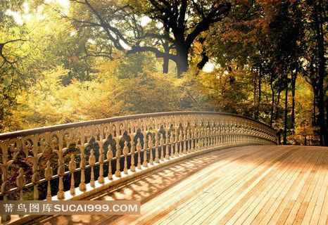 树林里阳光照耀的木桥风景图片