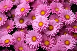 玫粉色雏菊菊花摄影图