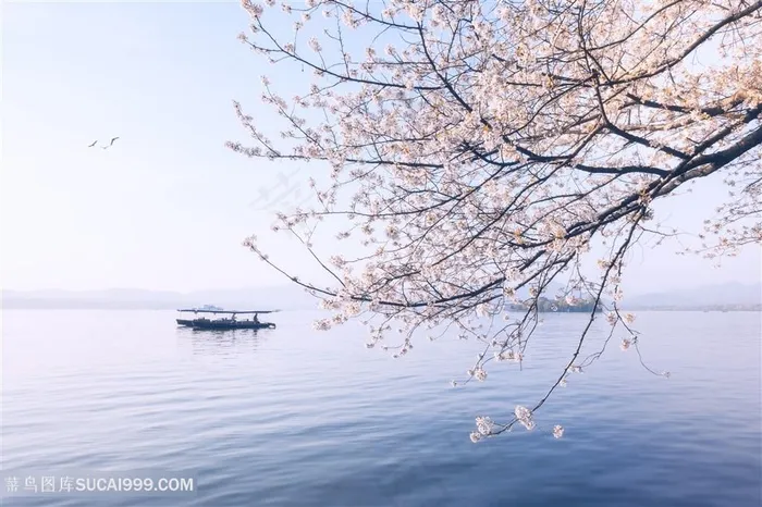 西湖樱花浪漫时