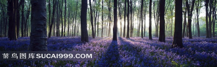 全景森林高清图片