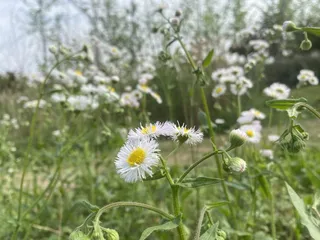 春暖花开的时节