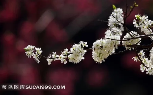 粉色和白色的樱花 粉色和白色的樱花