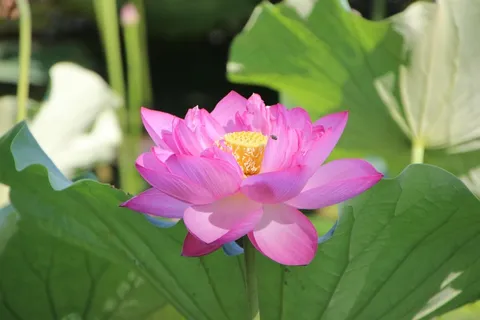 荷花花朵绽放图片 荷花花朵绽放图片