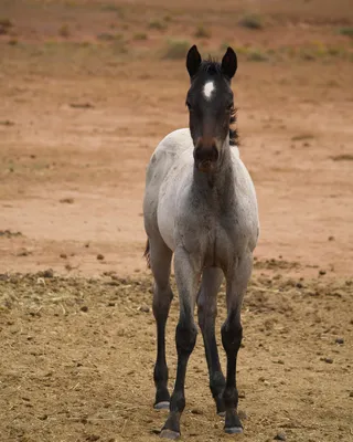 马动物野马草原野生动物草原