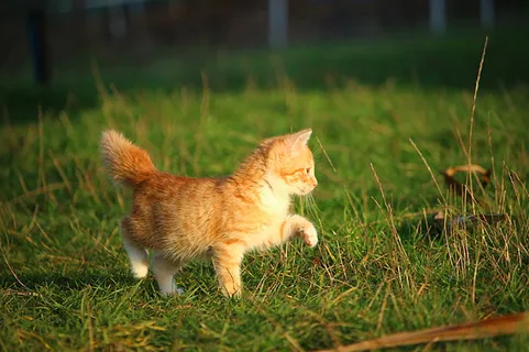 可爱猫咪 动物 素材 奶萌 (83) 可爱猫咪 动物 素材 奶萌 (83)