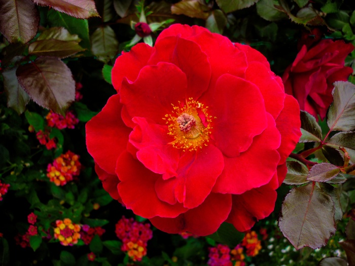 大红色玫瑰花朵图片