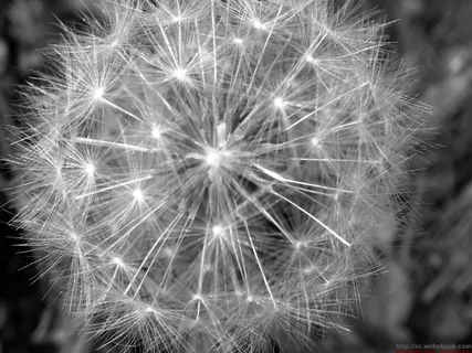 黑白蒲公英图片 黑白蒲公英图片