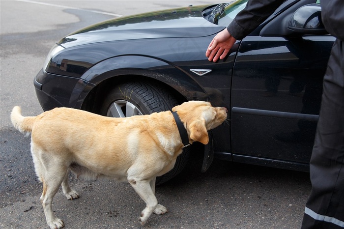 寻找气味线索的警犬金毛