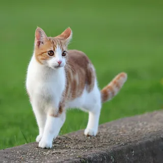 猫流浪猫野猫山猫动物猫仔设计素材小猫
