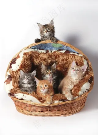 可爱的小猫图片下载