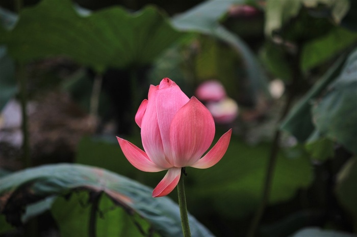 半开荷花精美摄影图