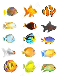 彩色的海洋鱼类高清大图 彩色的海洋鱼类高清大图