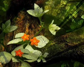 图片设计素材背景鸟语花香