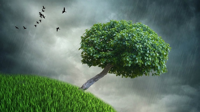 孤独树枝下雨天