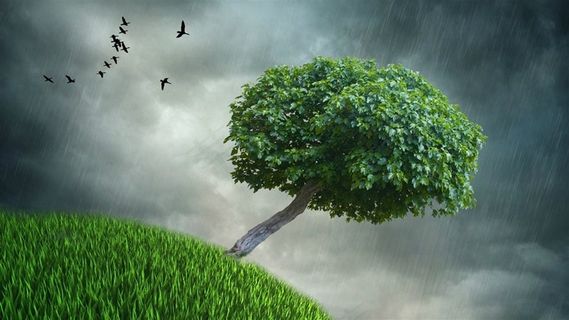 孤独树枝下雨天