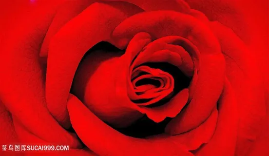 红玫瑰高清放大内部图 红玫瑰高清放大内部图