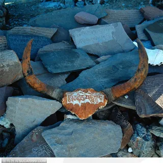 神秘西藏-神圣的牛头骨