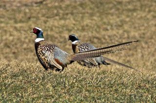 鸡蛋鸭蛋菜市场农村牧场鸡