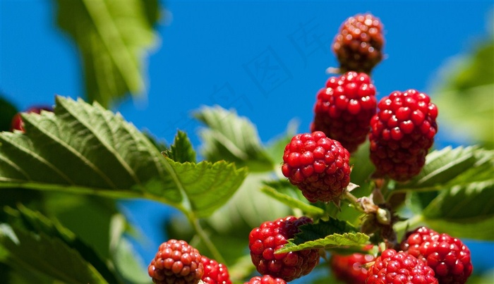 果园里阳光下的桑葚