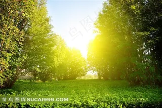 生机勃勃的树木与草地唯美摄影高清图片