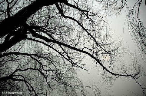 冬天的树枝树影 冬天的树枝树影