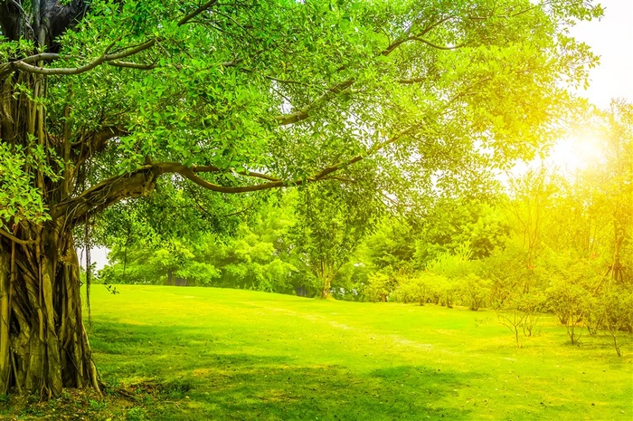 唯美清新草地树林大树高清图片