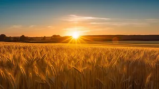 夕阳照射下的小麦地摄影图
