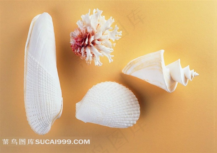 大海海洋贝壳海螺摄影