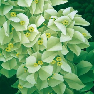 唯美白色花朵油画