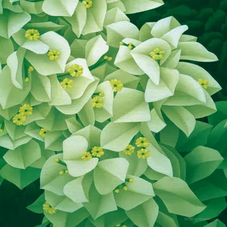 唯美白色花朵油画