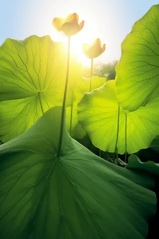 阳光荷叶清爽背景图