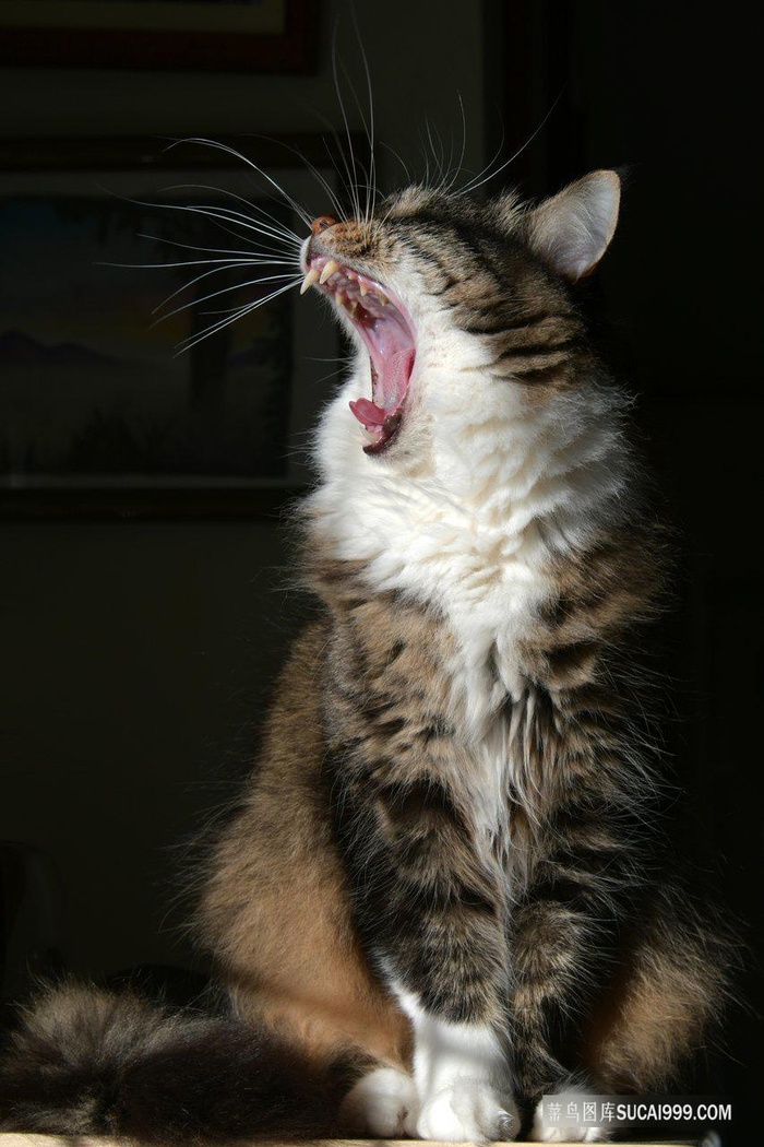 半夜打哈欠的狸花猫咪图片