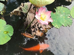 荷叶荷花锦鲤