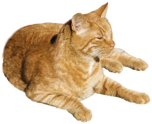 猫 PNG免抠(500x408)