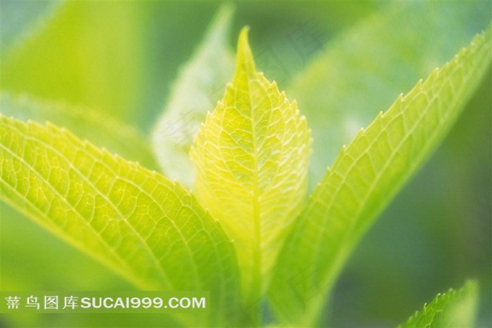 树叶嫩叶高清图片下载