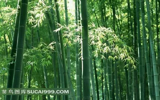 茂密竹林图片