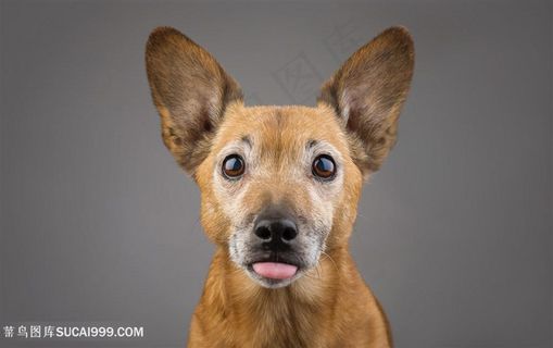 高清呆萌宠物狗狗图片