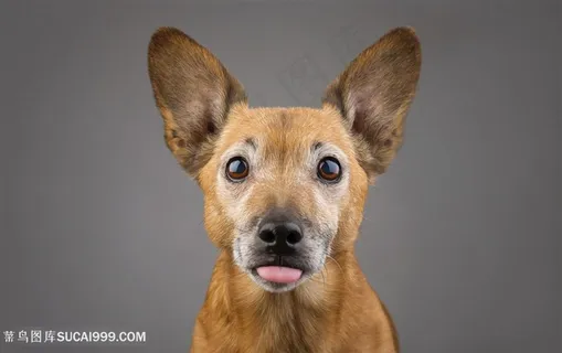 高清呆萌宠物狗狗图片