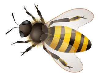 蜜蜂黄色卡通