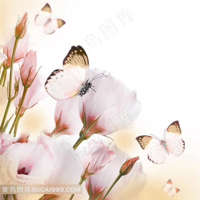 粉色玫瑰花蝴蝶图片