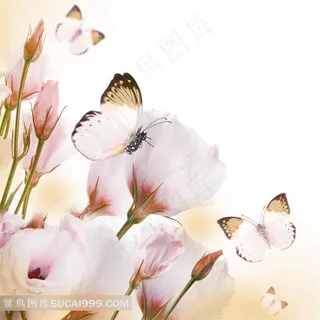 粉色玫瑰花蝴蝶图片