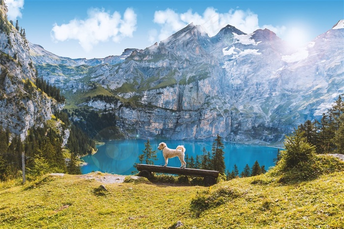 山林里的小狗山水风景图片